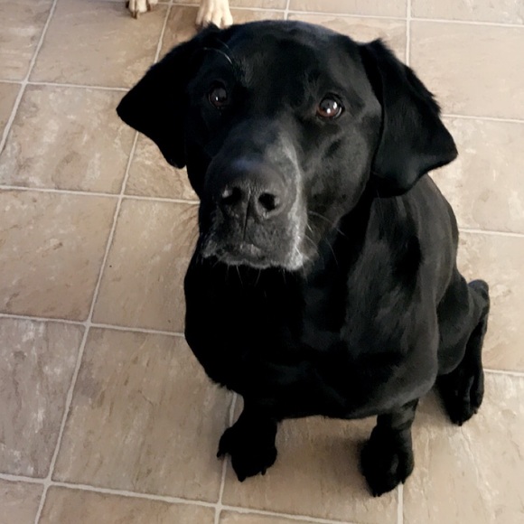 Meet your Posher, Kelly - Picture 2 of 2